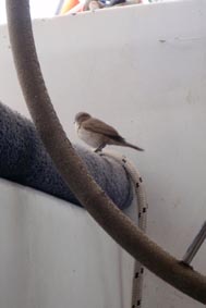 Little Birdie