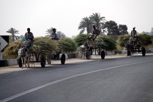 Cane Trucks