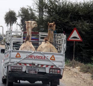 Ohhh Ethel - there's a hump ahead