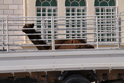 Camel In Truck